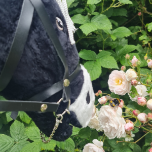 Best Hobbyhorse Photo